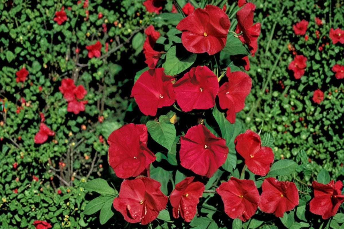Red Morning Glory Seeds – Ipomoea purpurea Climbing Flower Vine for Gardens, Fences, Trellises, 100 Seeds