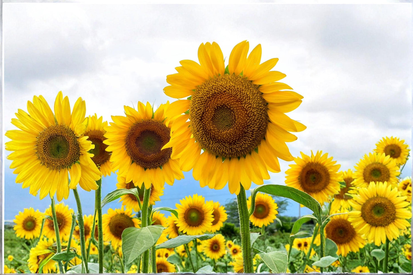 Mammoth Sunflower Seeds – Helianthus annuus – Tall, Large Yellow Blooms – Garden, Border, Outdoor Plant Seeds