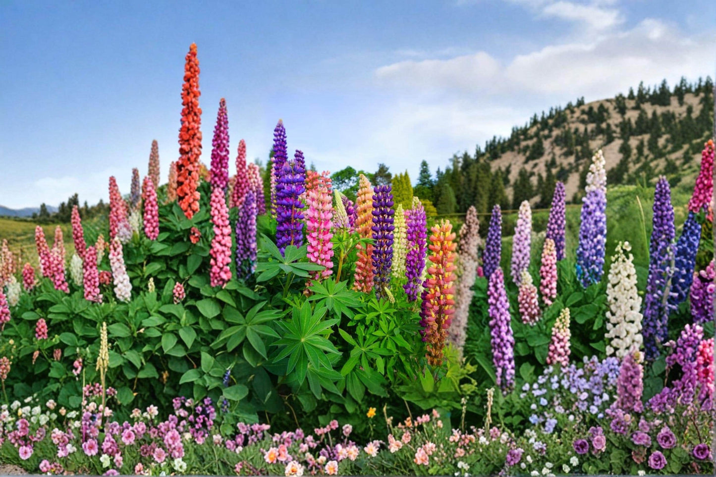 Russell Lupine Flower Seeds 200+ | Ornamental Wildflower Mix | Lupinus polyphyllus | Easy Grow Perennial for Gardens