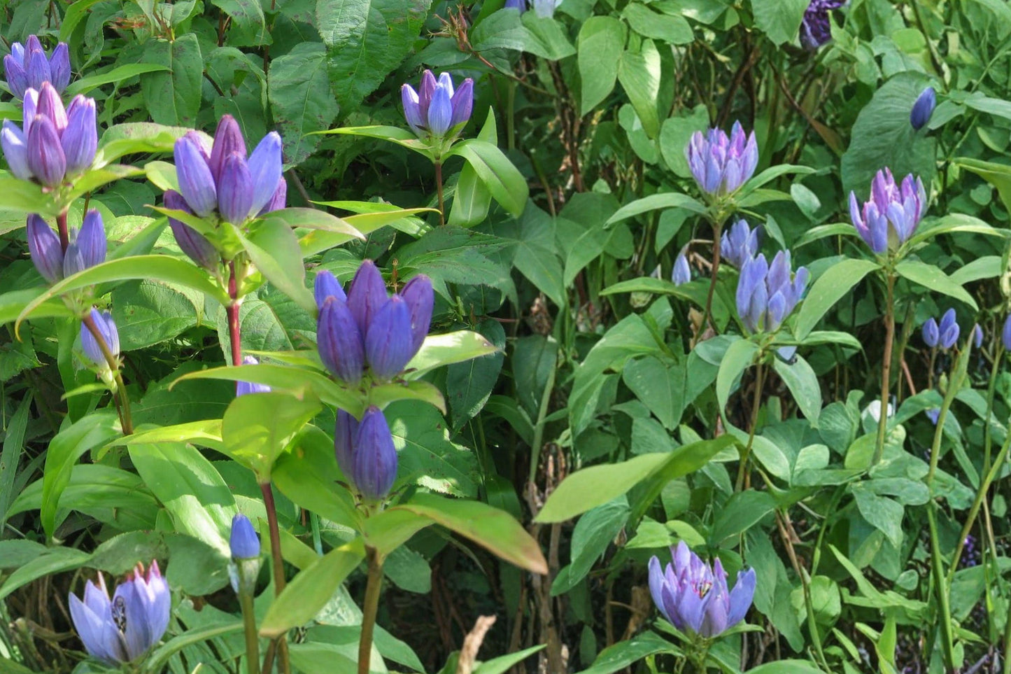 Bottle Gentian Seeds – Gentiana andrewsii Perennial Wildflower with Violet Blue Tubular Flowers, Native Pollinator Plant for Sun or Part Shade