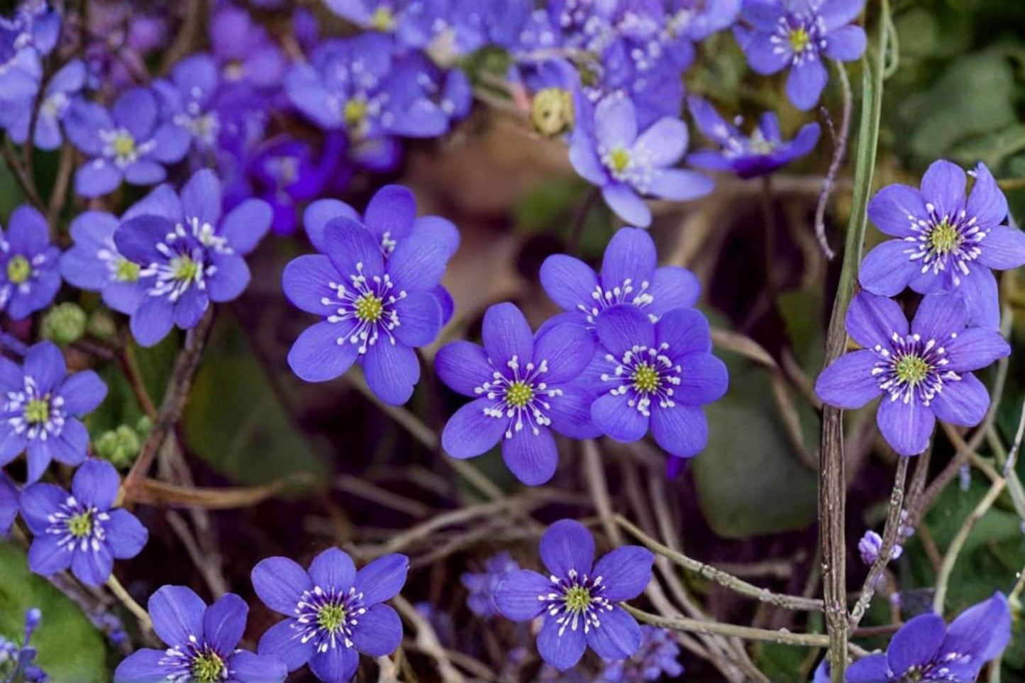 Hepatica Seedlings – Woodland Wildflower, Early Spring Blooms, Shade Plant, Hepatica nobilis, Perennial Garden Plant