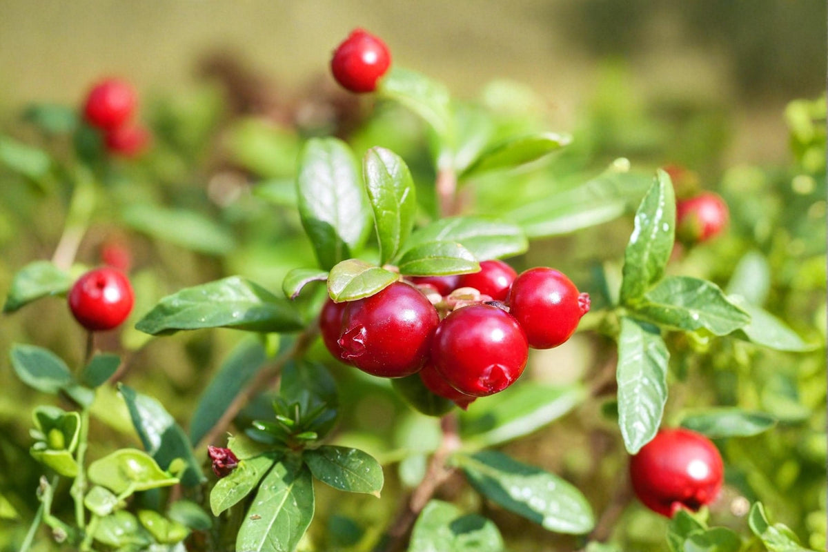American Cranberry Seeds – Vaccinium macrocarpon, Perennial Groundcover, Edible Red Berries, Moist Acidic Soil Garden Plant