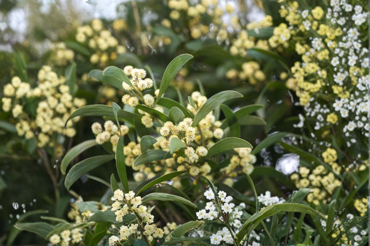 Australian Blackwood Tree Seeds – Acacia melanoxylon – Evergreen Ornamental Shade Tree with Cream White Flowers, 30 Seeds