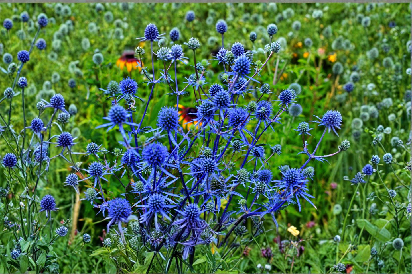 Blue Thistle Seeds 25 Pack – Eryngium spp. Sea Holly Flower Seeds for Ornamental Gardens and Dried Arrangements