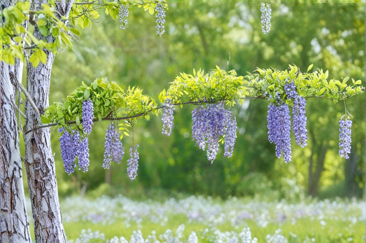 Purple Wisteria Bonsai Tree Seeds – Wisteria floribunda, Flowering Vine, Fragrant Purple Blooms, Ornamental Garden Seeds, Climbing Vine