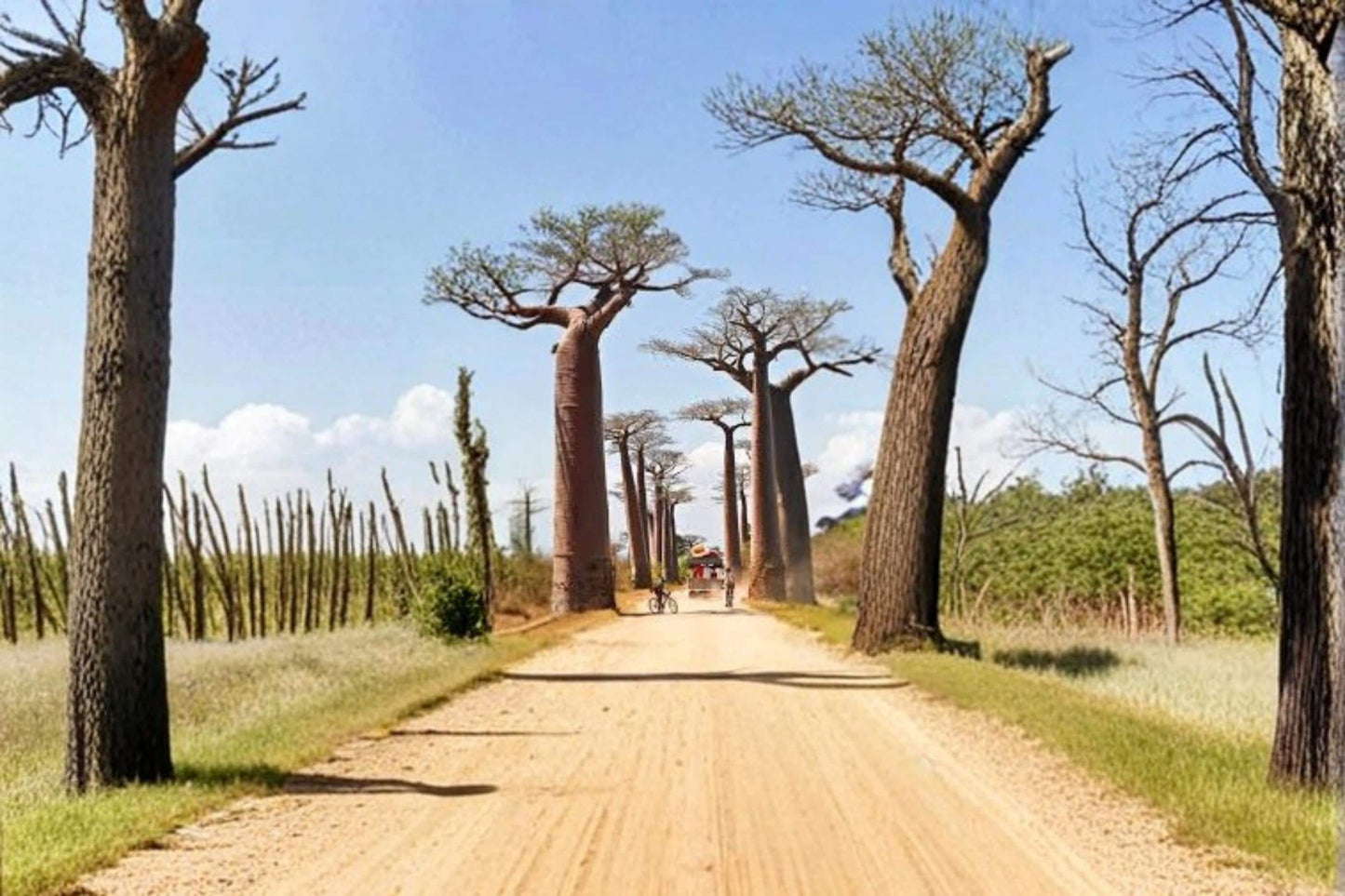 Grandidier's Baobab Seeds | Adansonia grandidieri | Rare Tropical Tree for Gardens & Bonsai