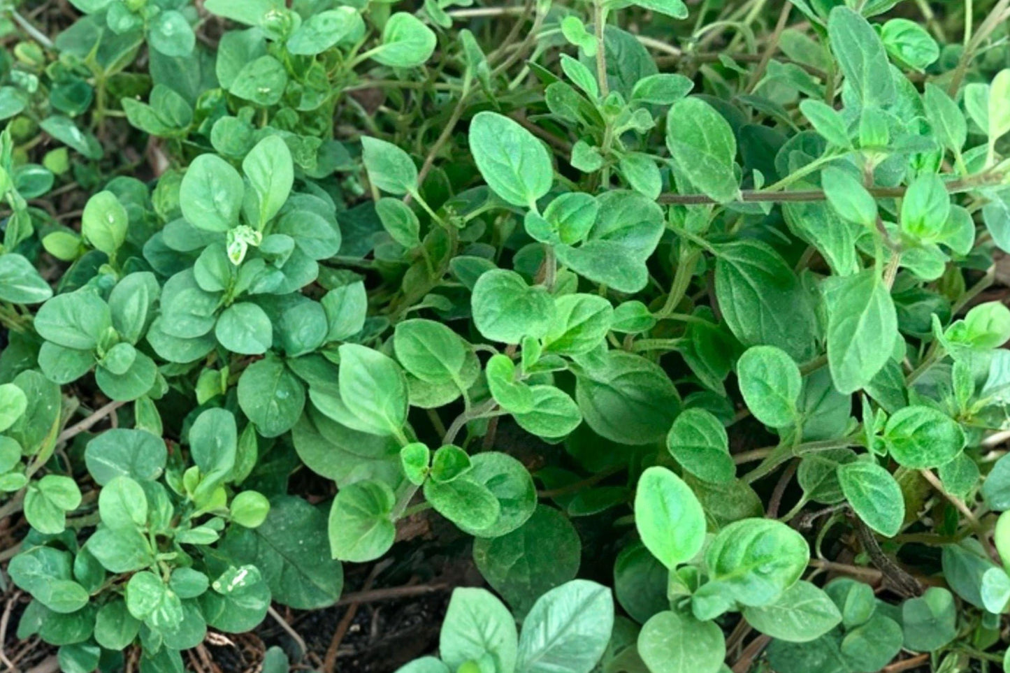 Sweet Marjoram Seeds 350 – Heirloom Culinary Herb Origanum majorana, Aromatic Foliage, Compact Growth, Herb Garden, Kitchen Herb