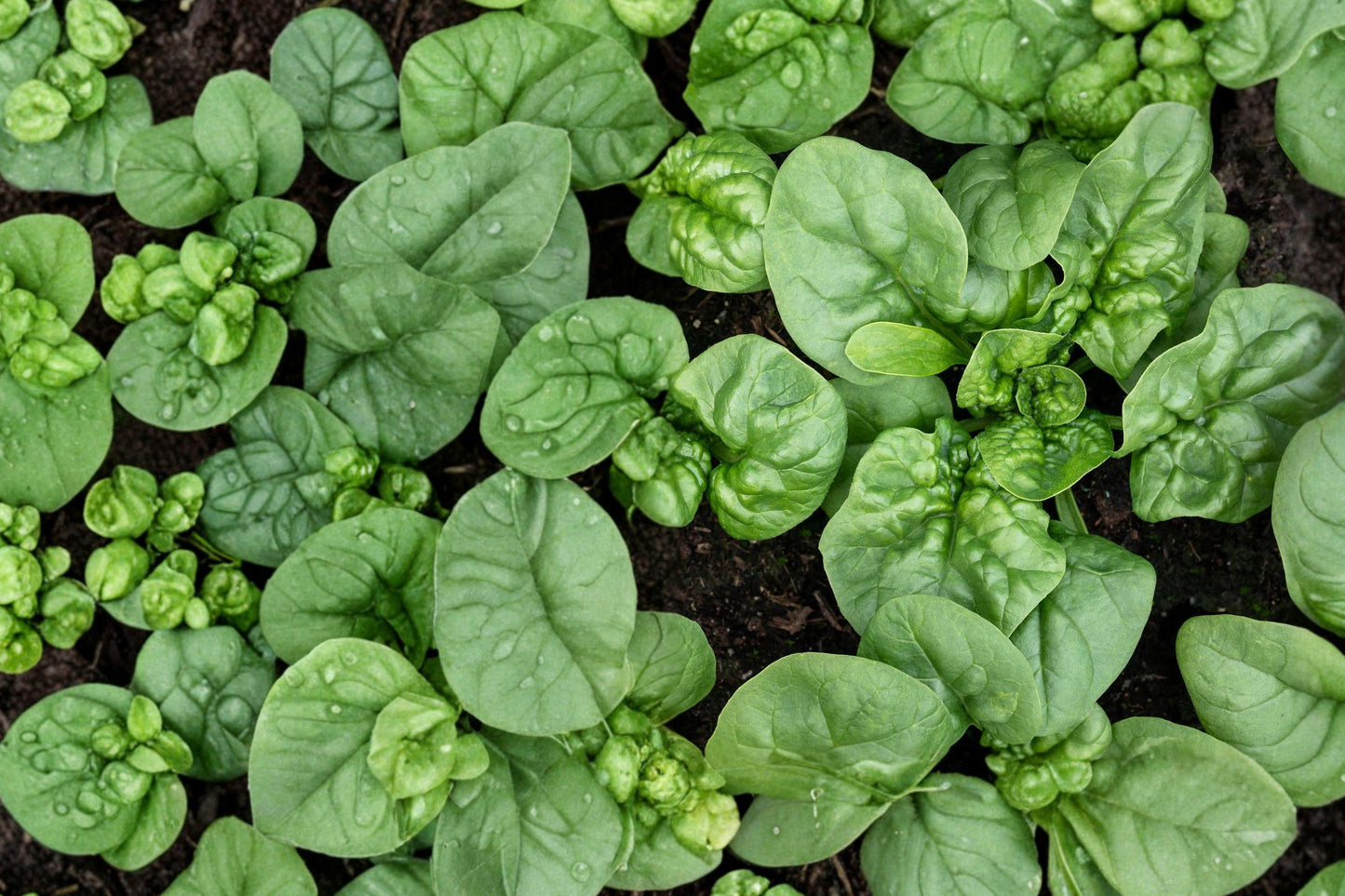 Bloomsdale Long Standing Spinach Seeds – Heirloom Leafy Green, Spinacia oleracea, Dark Green Savoyed Leaves, Vegetable Seed Pack
