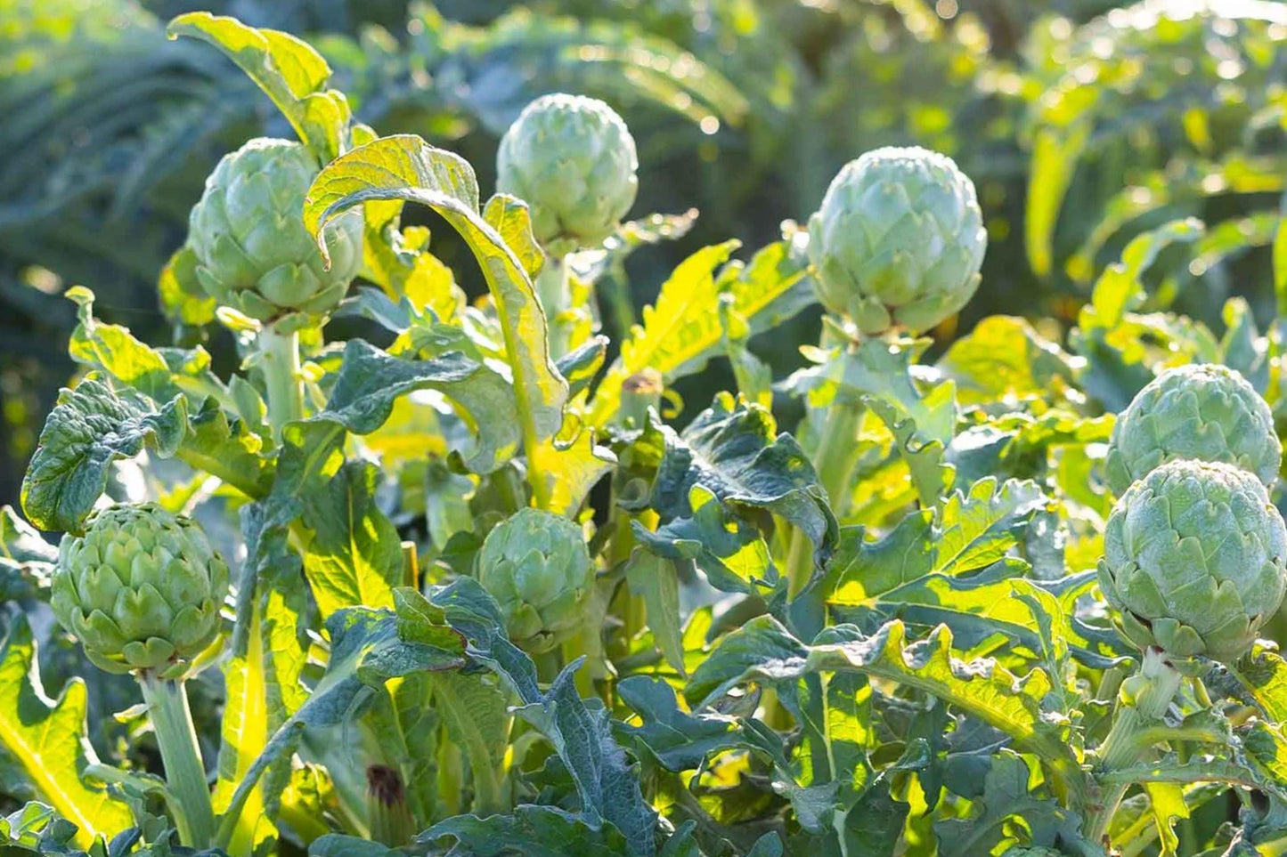 Green Globe Artichoke Seeds – Heirloom Perennial Vegetable, Cynara scolymus, Edible Flower Buds & Ornamental Foliage, 40 Seeds