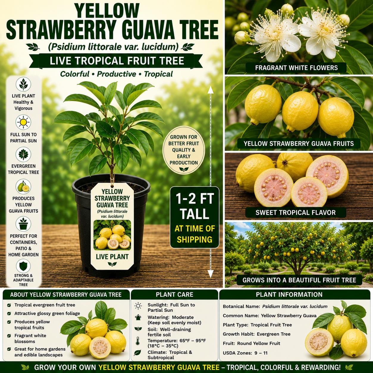 Yellow Strawberry Guava Tree Live Plant 1–2 Ft Psidium littorale var. lucidum Tropical Fruit Tree