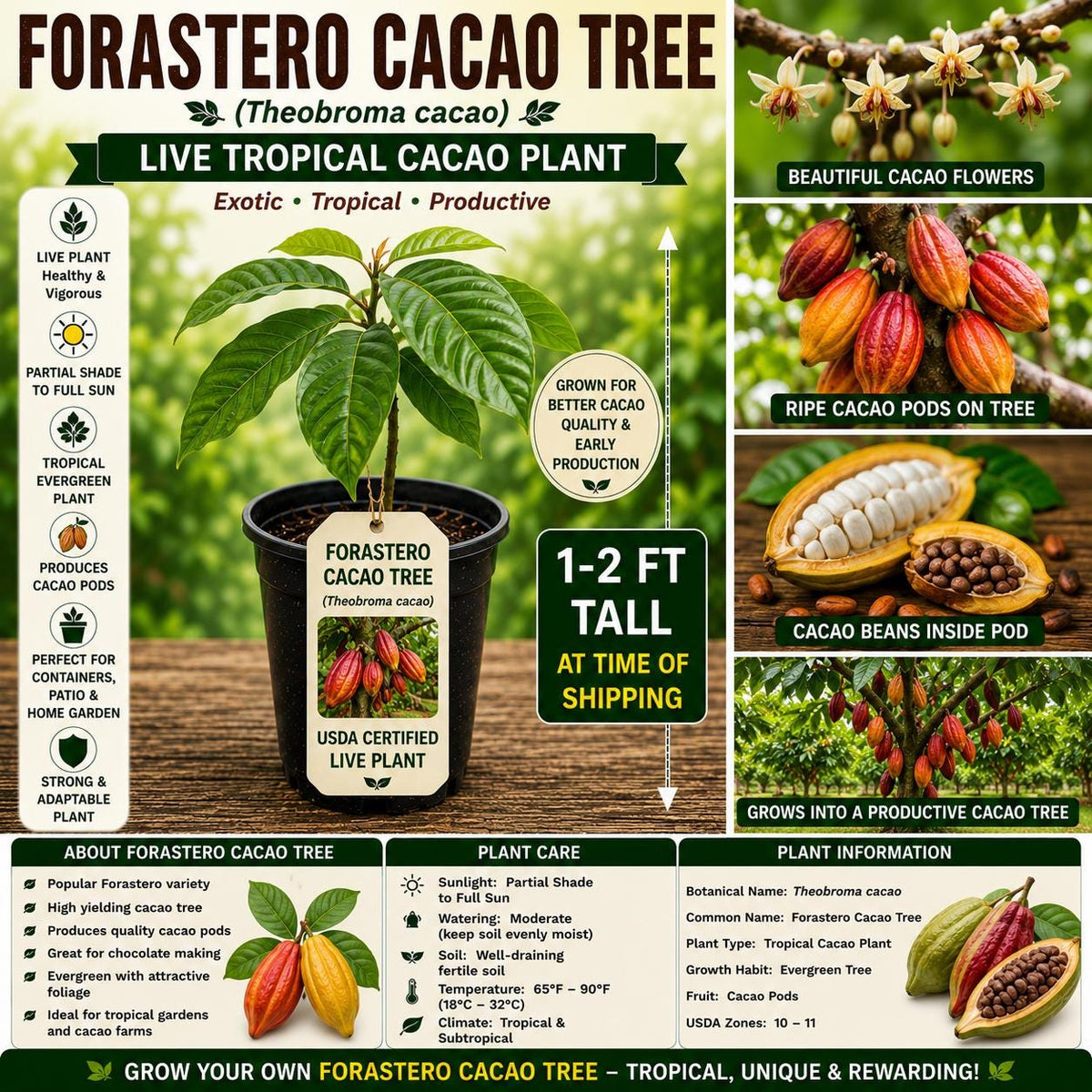 Forastero Cacao Tree Live Plant 1-2 Ft Tropical Theobroma cacao Edible Garden