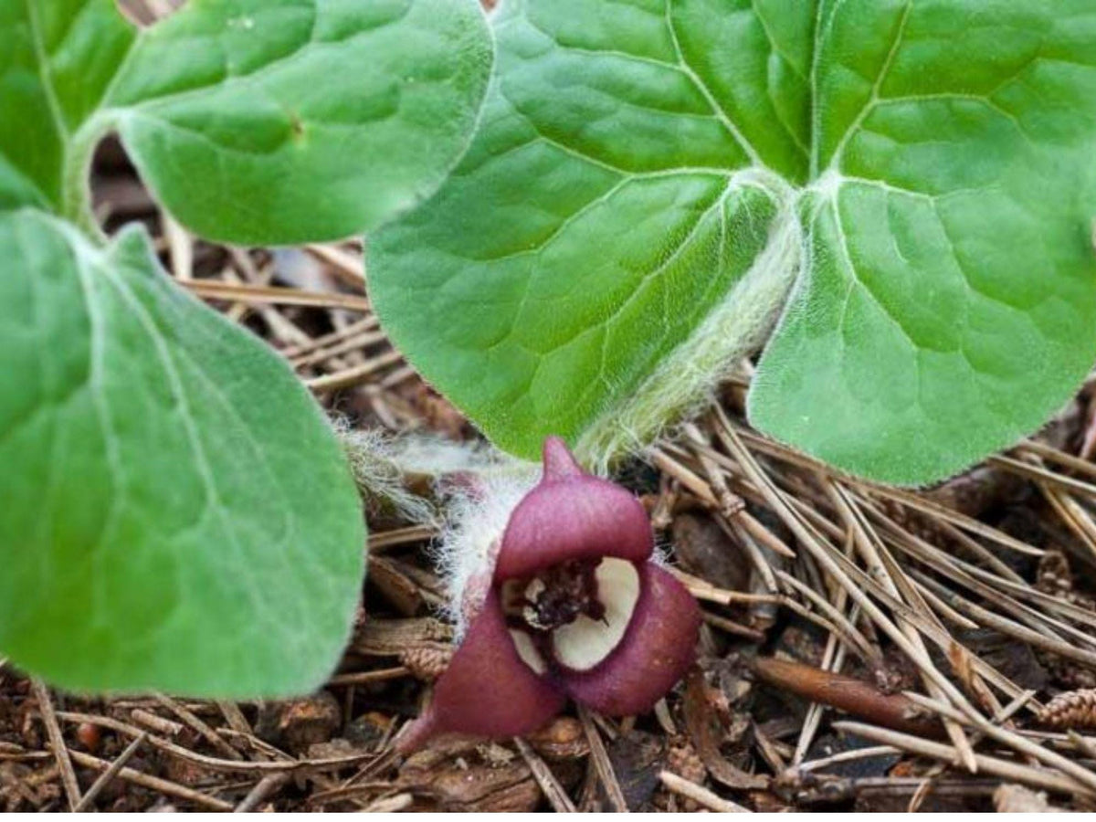 Wild Ginger Seeds – Asarum canadense Wildflower Seeds for Pollinator Gardens, Cottage Garden, Natural Landscape