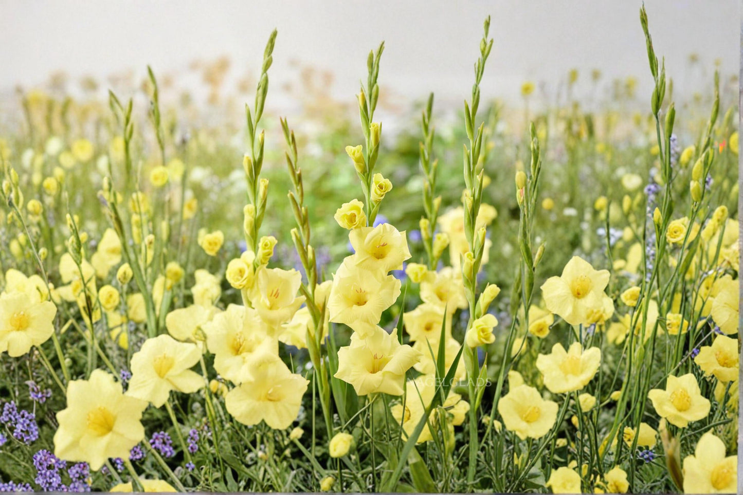 Lime Green Gladiolus Bulbs – Large Flowering Ornamental Garden Bulbs – Gladiolus spp.