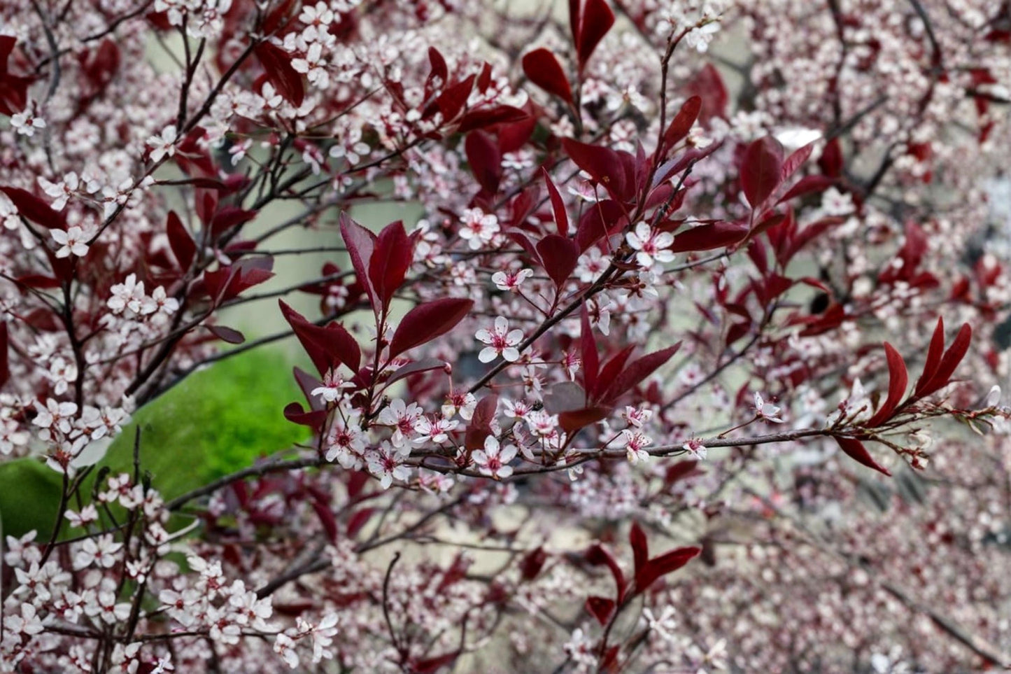 Sand Cherry Bush Seedlings – Prunus pumila Ornamental Shrub for Landscaping, Borders & Gardens (2 Live Plants)