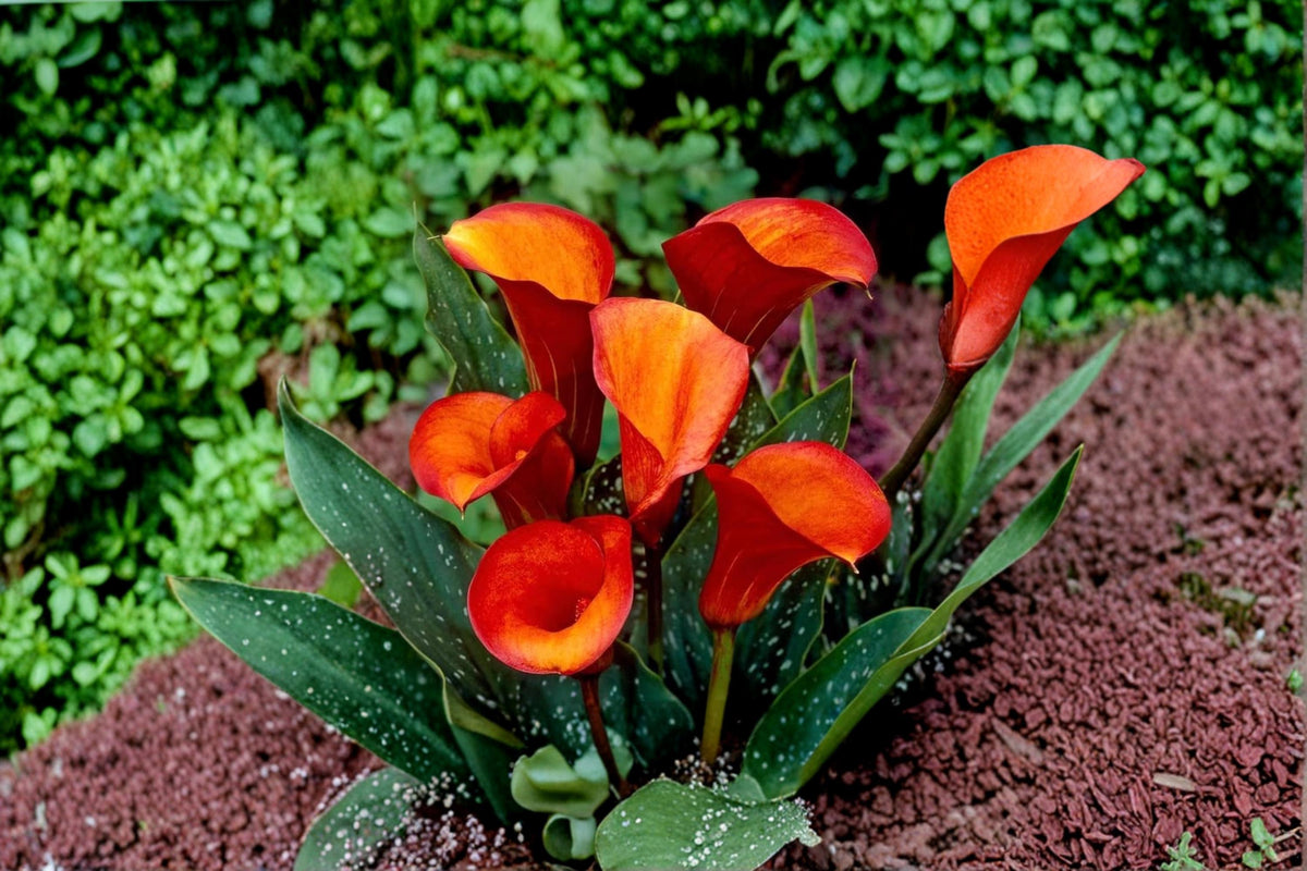 Flame Calla Lily Bulbs – Orange Red Bicolor Zantedeschia for Garden Beds & Cut Flowers