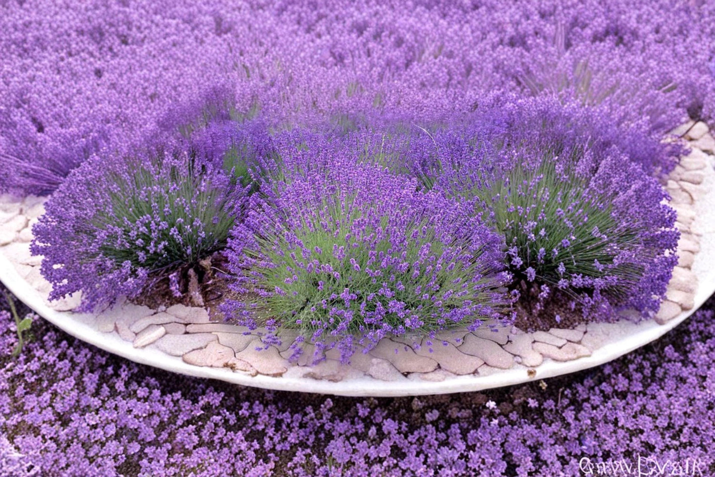English Lavender Seeds 500 Pack | Fragrant Perennial Herb | Lavandula angustifolia for Gardens & Containers