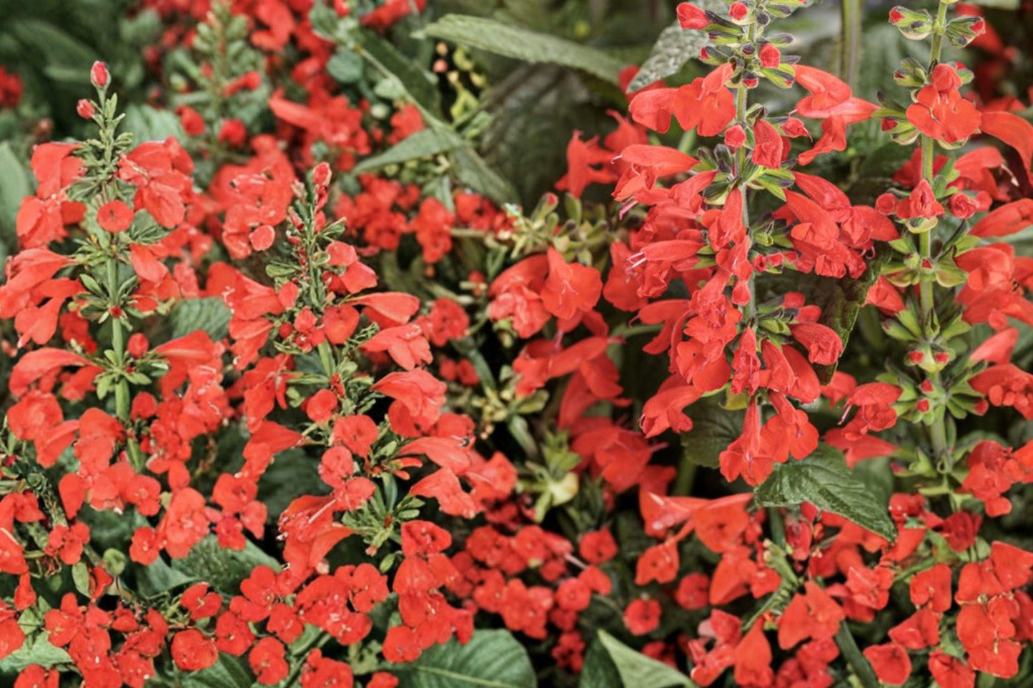 Scarlet Sage Seeds 300 Salvia coccinea Red Wildflower for Hummingbird Gardens, Sun or Part Shade