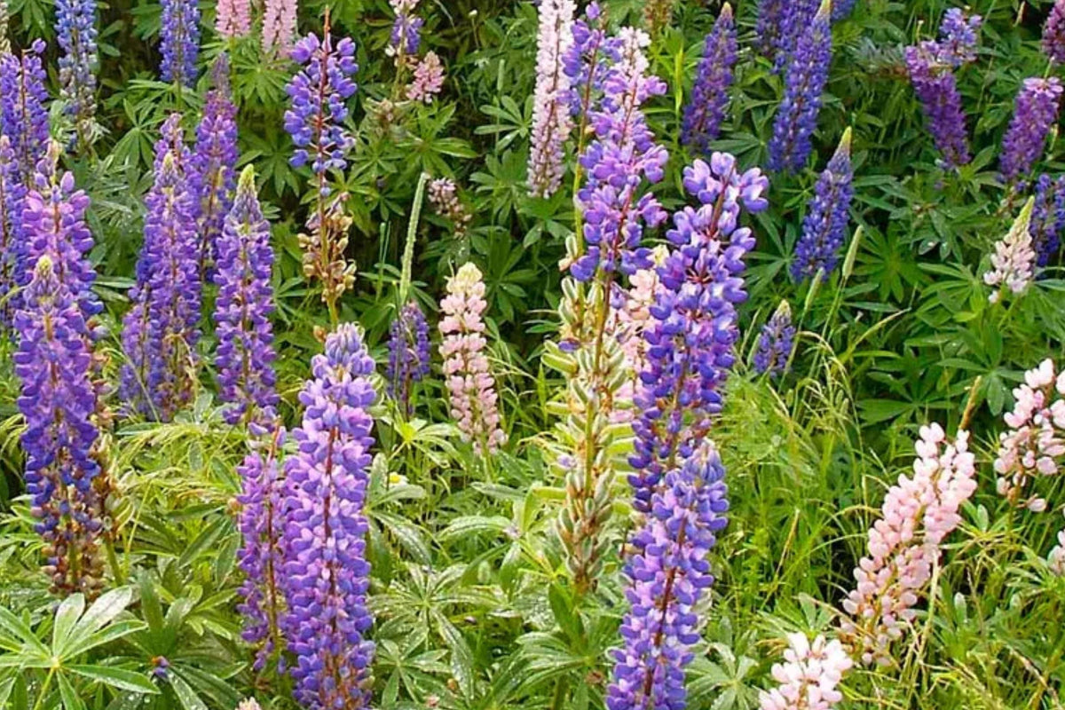 Perennial Lupine Seeds – Blue Wildflower Seeds, Lupinus spp., Hardy Perennial for Full Sun Zones 4–8