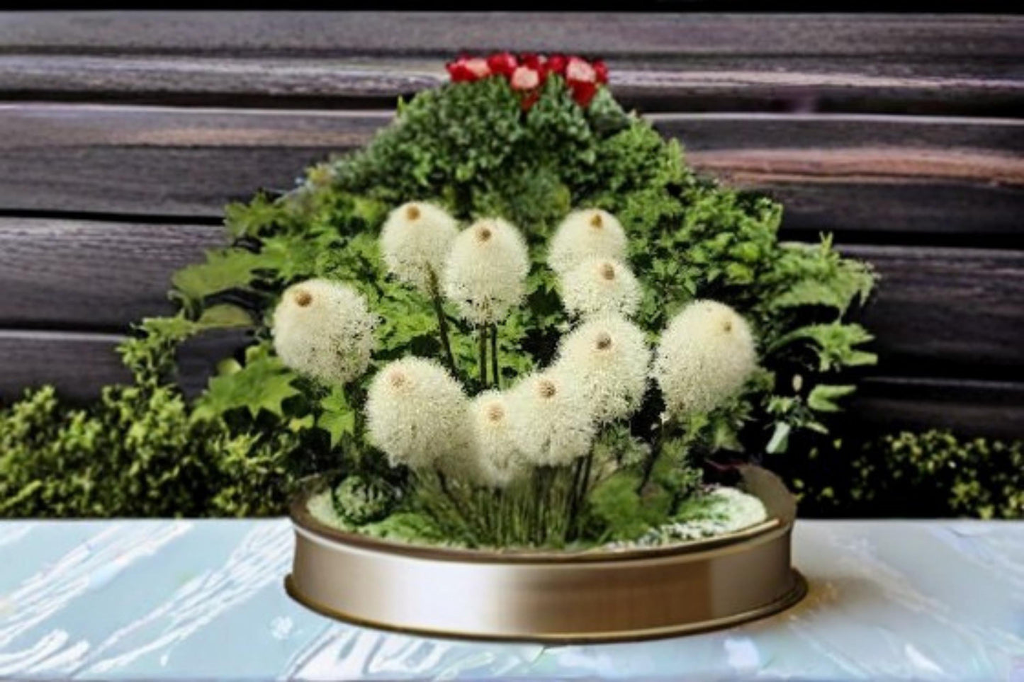 Bear Grass Seeds – Xerophyllum tenax Perennial Ornamental Grass for Rock Gardens & Landscapes