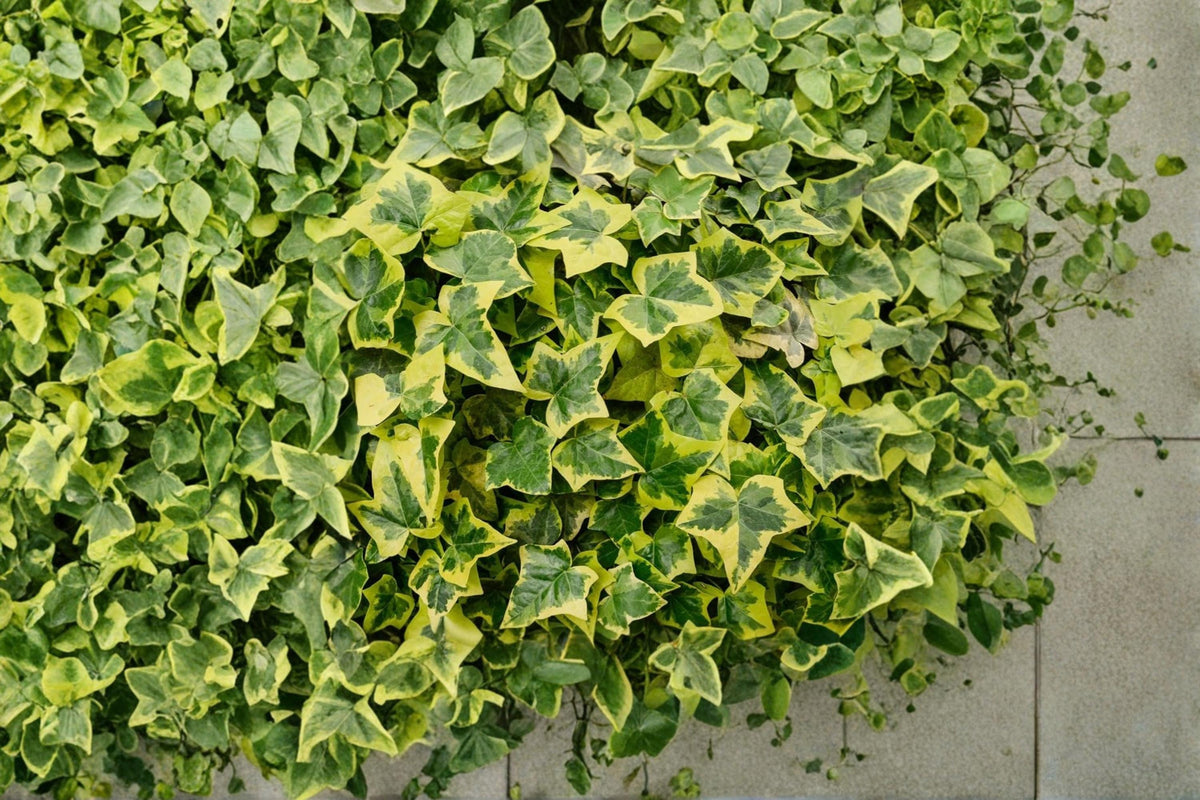 English Ivy Seeds – Hedera helix Climbing Vine for Gardens, Fences & Ground Cover, Evergreen Ornamental Plant
