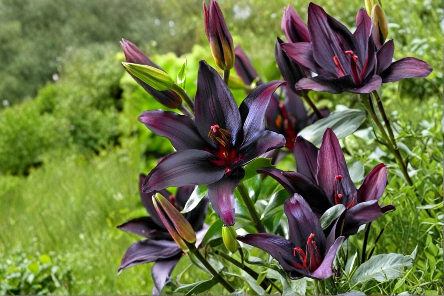 Blackstone Lily Bulbs – Deep Burgundy Asiatic Lily – Perennial Flowering Bulb – Lilium asiatic hybrid