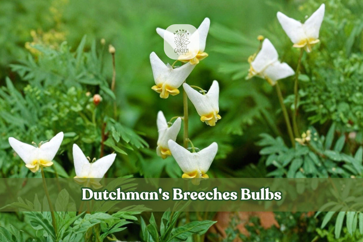 Dutchman's Breeches Bulbs | 5 Bare Root Dicentra cucullaria Perennial for Shade Gardens & Woodland Landscapes