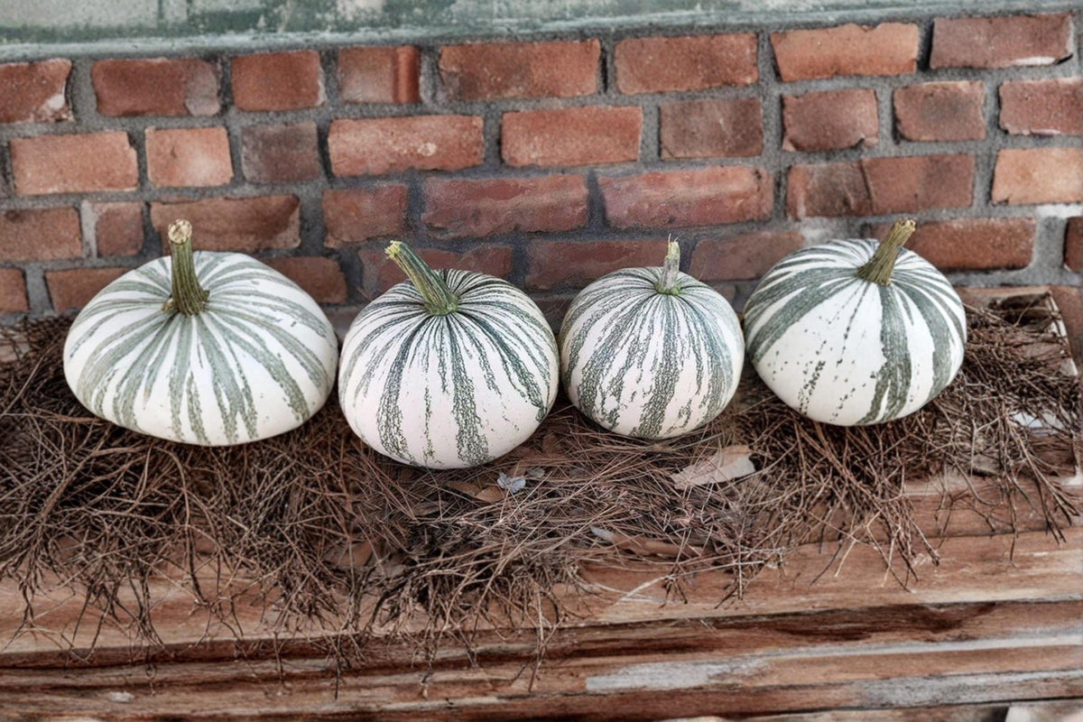 Silver Edge Pumpkin Seeds for Planting – Exotic Striped Cucurbita maxima Ornamental Pumpkin Seeds