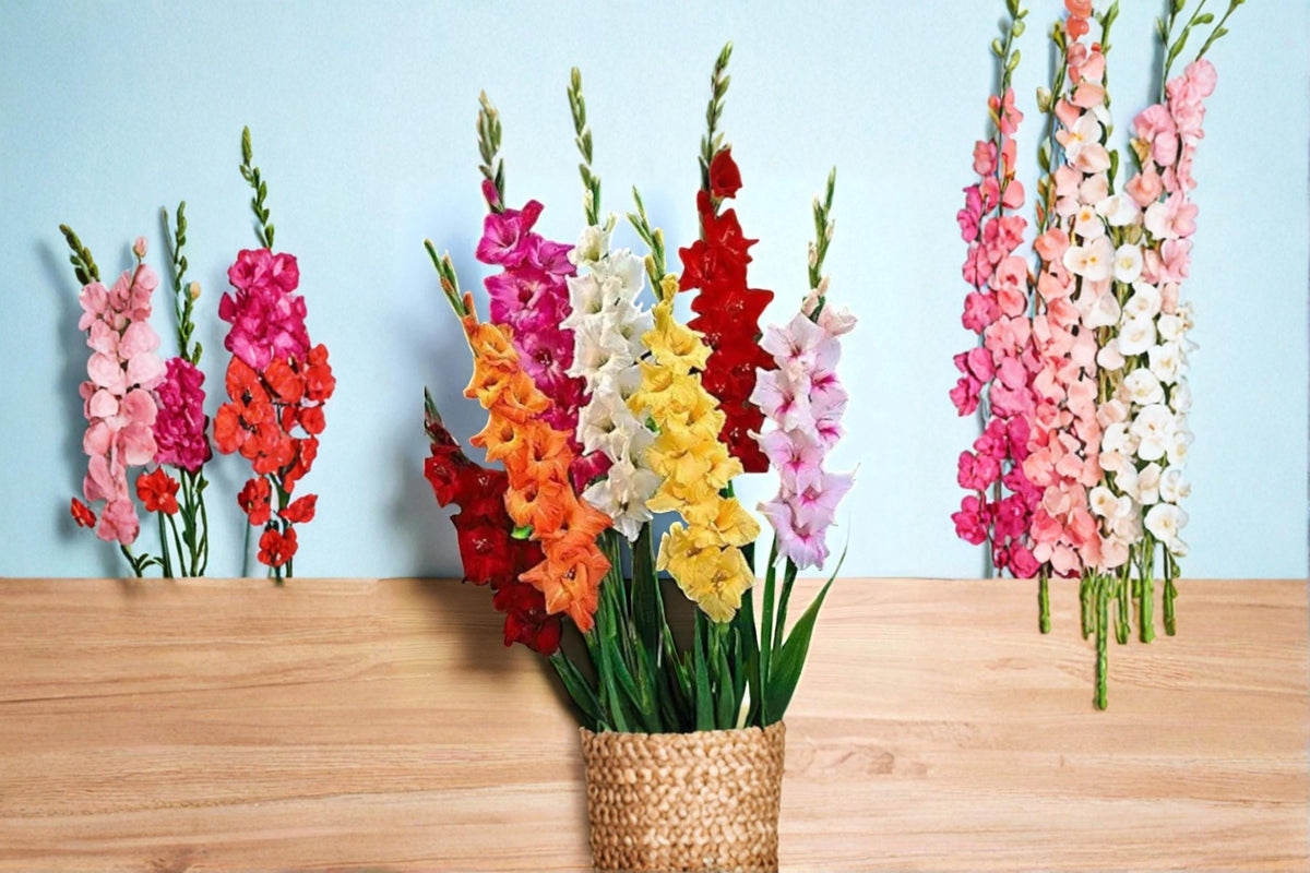 Mixed Color Gladiolus Bulb for Planting – Gladiolus Hybrid Tall Flowering Spike Bulb for Garden Beds