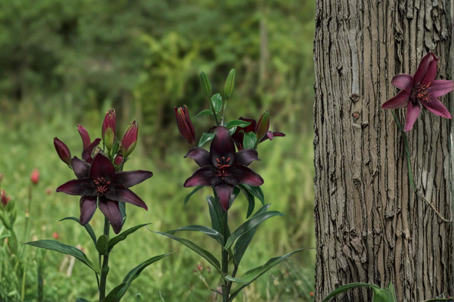 Blackstone Asiatic Lily Bulbs – Deep Burgundy Flowering Bulbs for Garden, Borders & Containers | Lilium Asiatic Hybrid