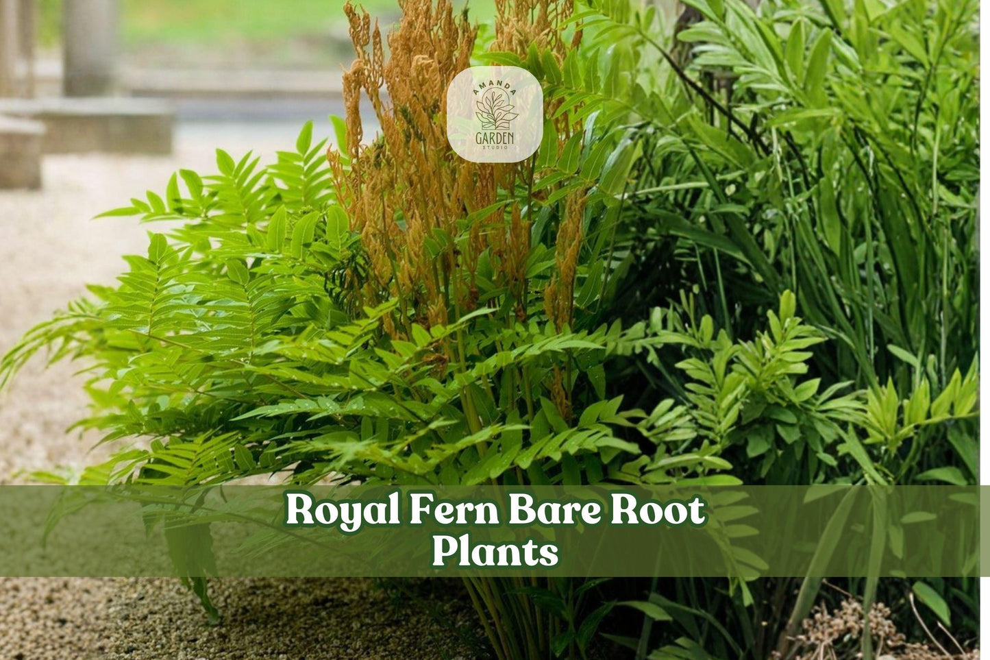 3 Royal Fern Bare Root Plants | Osmunda regalis Fern Roots for Shade Gardens & Woodland Landscapes