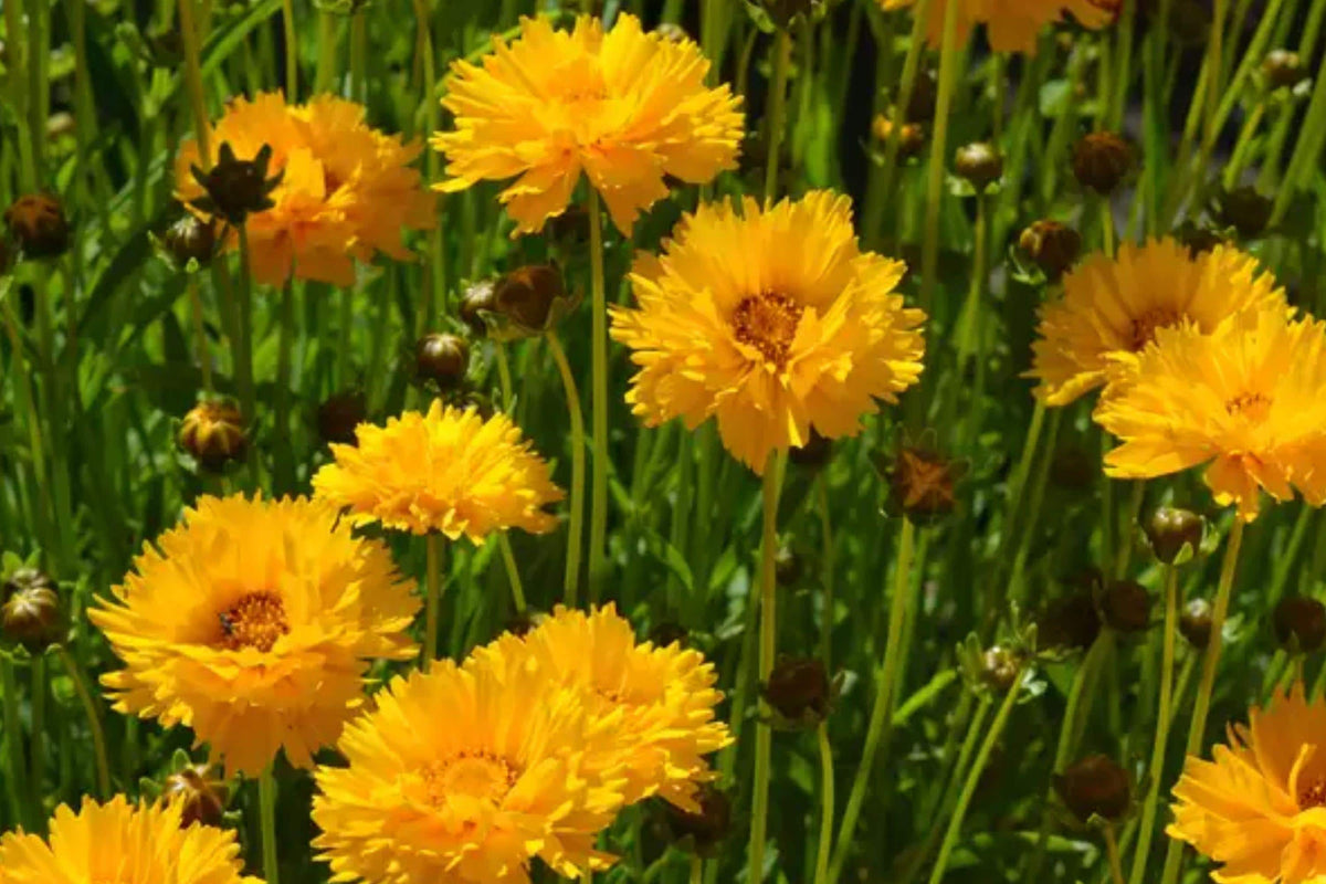 Lanceleaf Coreopsis Seeds – Perennial Wildflower, Yellow Daisy Flowers, Coreopsis lanceolata, Bright Yellow Blooms