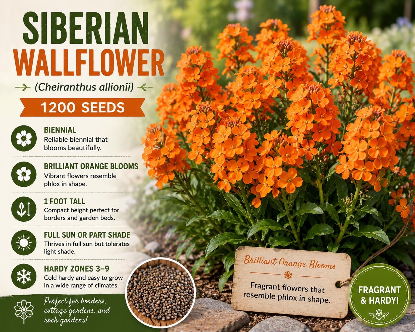 Siberian Wallflower Seeds – Fragrant Orange Biennial Flower Cheiranthus allionii – Garden Bed Borders & Cottage Gardens
