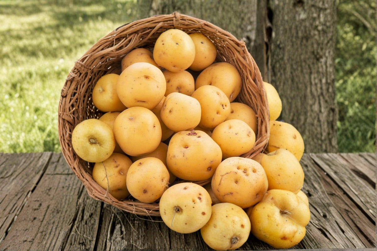 Kennebec Seed Potatoes 5 Pounds – Solanum tuberosum Planting Tubers for Home Garden, Vegetable Garden, Raised Beds
