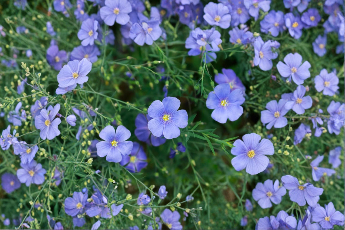 Blue Flax Seeds – Linum perenne Wildflower Perennial Seed for Garden, Meadow, Borders, Cottage & Naturalized Landscapes
