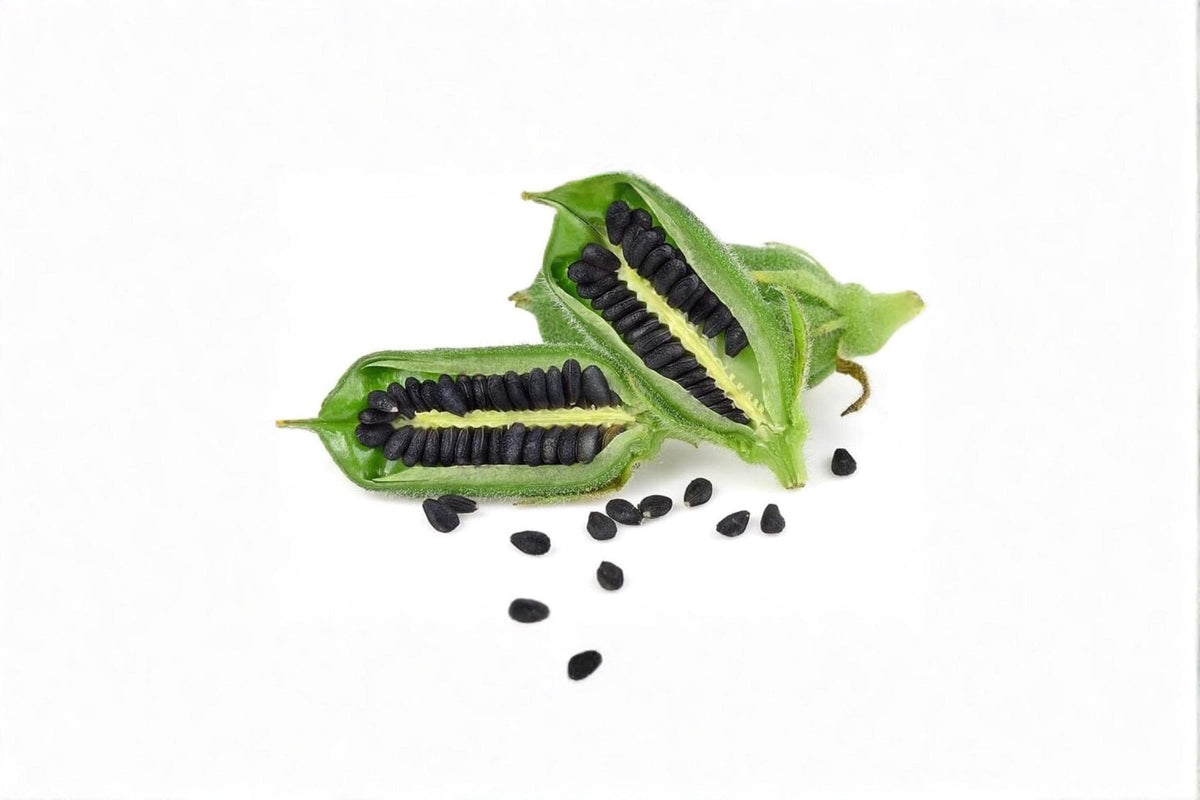 Black Sesame Seeds for Planting – 500 Seeds, Kurogoma Sesame, Annual Herb, Black Seeds, Garden Seeds, Sesamum indicum