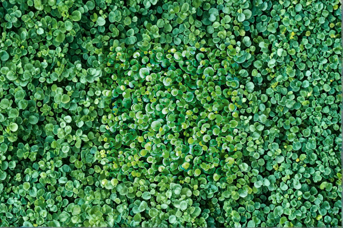Dichondra Ground Cover Seeds – 100 Pack, Lawn Alternative, Perennial, Green Foliage, Dense Spreading, Landscape Planting