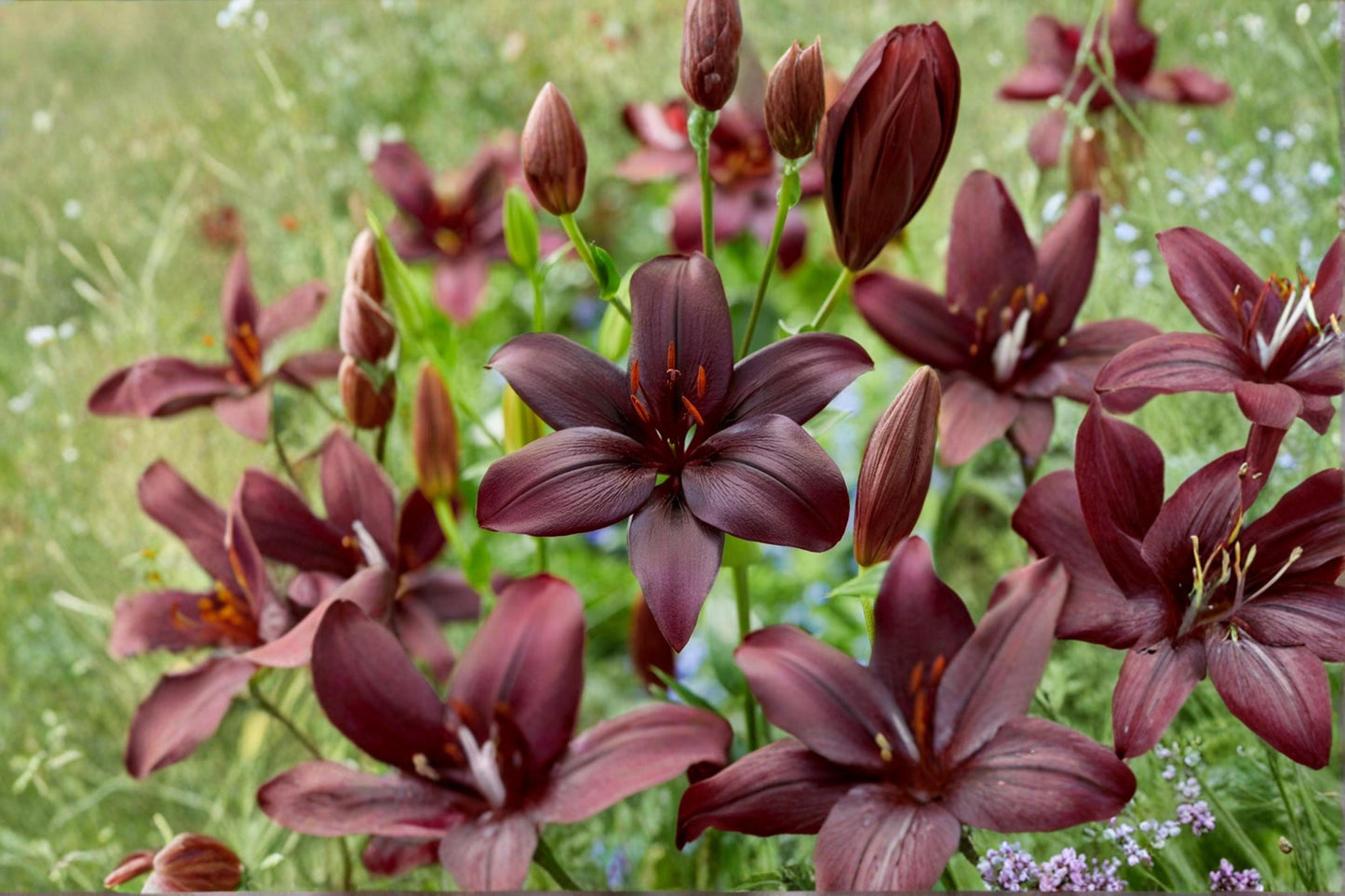 Blackstone Asiatic Lily Bulbs – 5 Deep Burgundy Near-Black Ornamental Lily Bulbs for Garden Planting – Lilium asiatica hybrid