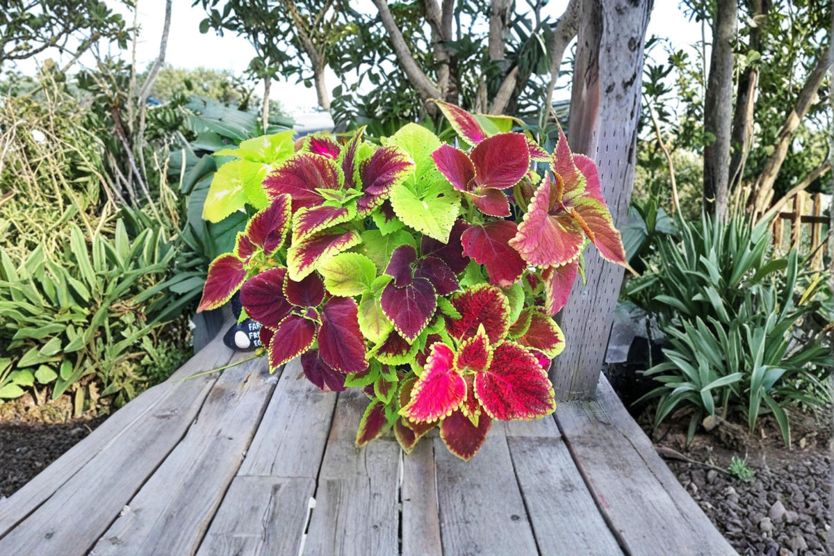 Coleus Rainbow Mix Seeds – Vibrant Multicolor Ornamental Foliage Plant, Coleus scutellarioides, for Gardens, Containers & Indoor Displays
