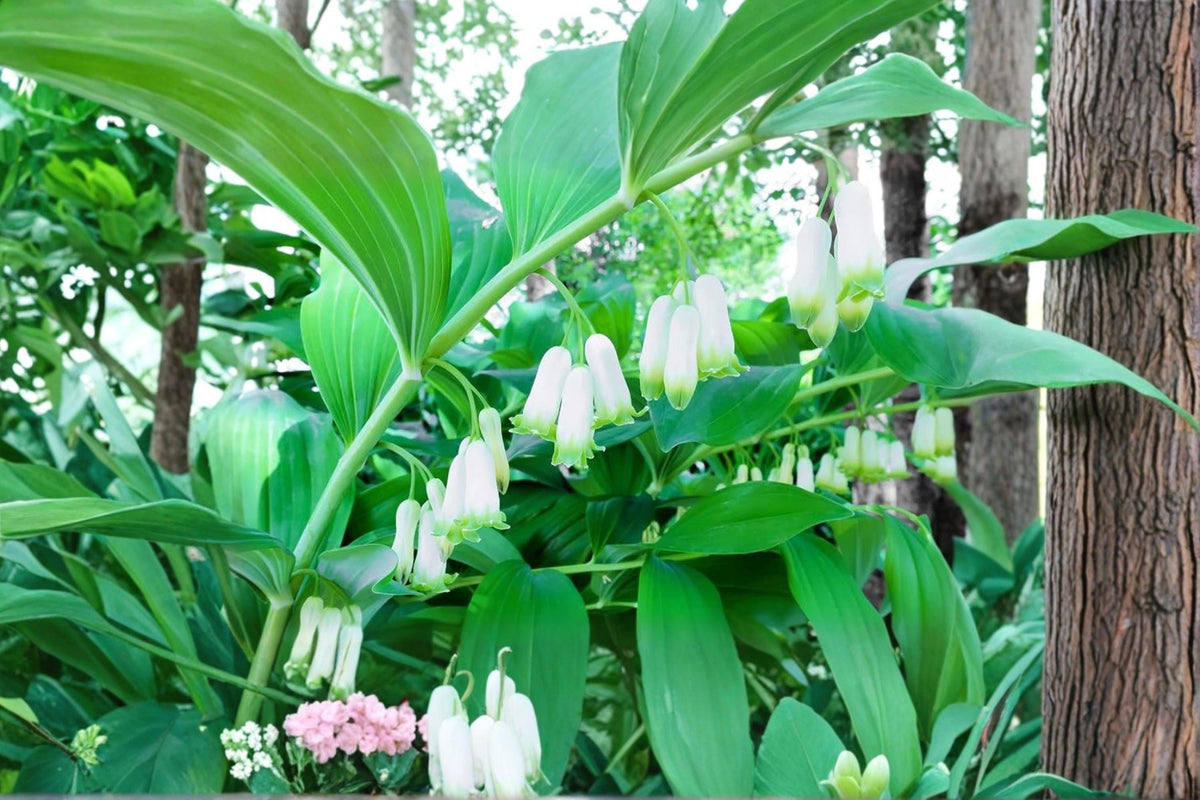 Great Solomon's Seal Seeds – Polygonatum biflorum Perennial Shade Garden Seeds for Woodland and Naturalized Landscapes