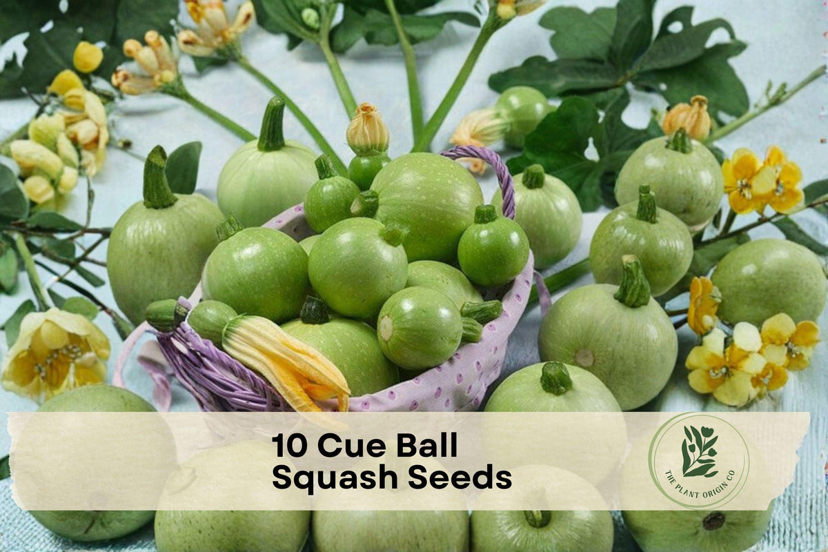 10 Cue Ball Squash Seeds – Round Summer Squash Cucurbita pepo, Light Green, 2–3 Inch Fruits, High Yield, Garden & Container Growing