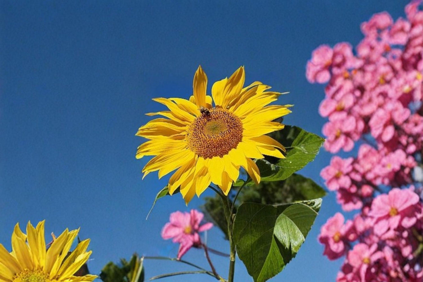 Mammoth Sunflower Seeds – Helianthus annuus Large Bright Yellow Annual Flower for Garden Planting