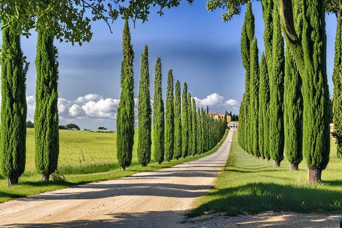 Italian Cypress Seeds – Cupressus sempervirens Evergreen Tree for Landscape, Bonsai & Privacy Screen, 50 Seeds