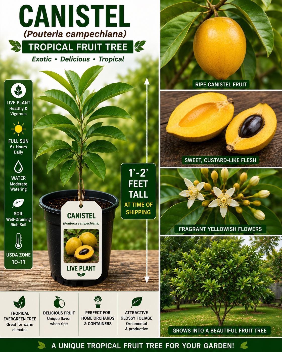 Canistel Live Plant – Pouteria campechiana Tropical Fruit Tree Starter – 1'-2' Tall Eggfruit Tree for Garden, Patio, or Orchard
