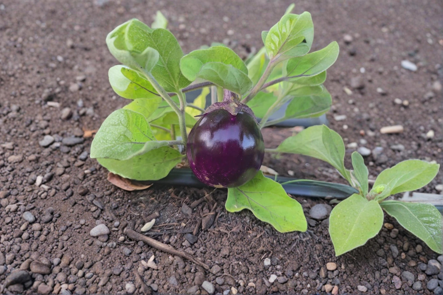 Barbarella Eggplant Seeds – 50 Non-GMO Solanum melongena Vegetable Seeds for Container & Garden Planting