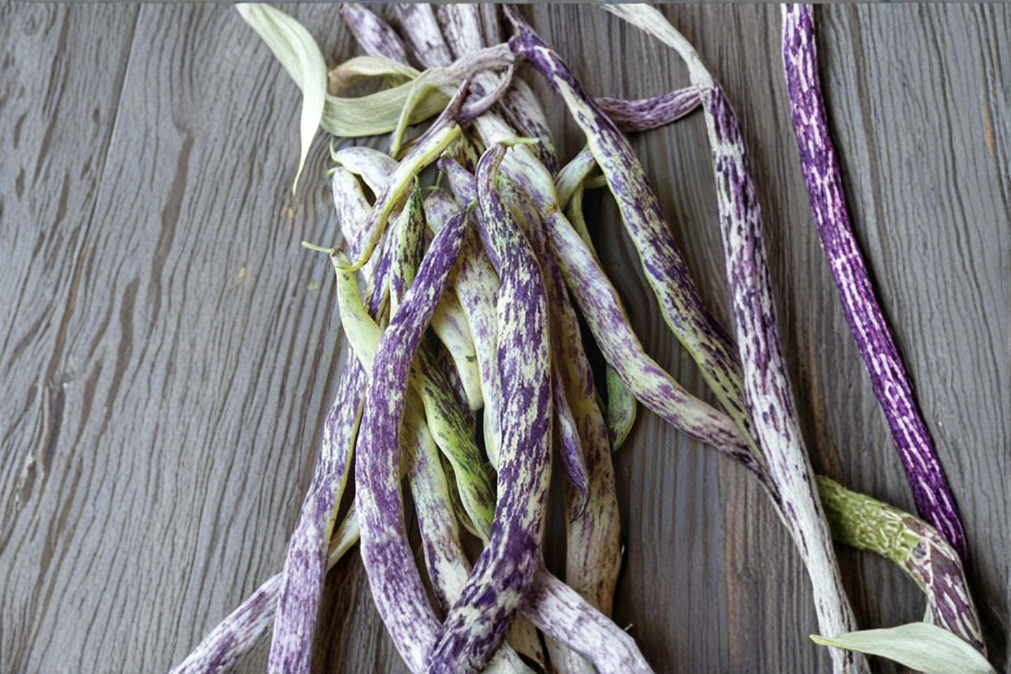 Dragon's Tongue Bean Seeds – Heirloom Phaseolus vulgaris Bush Bean with Cream and Purple Streaked Pods, 20 Seeds