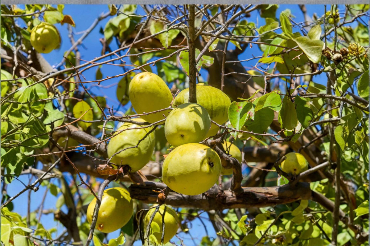 Chinese Quince Seeds 20ct – Chaenomeles sinensis Ornamental Fruit Tree Seeds for Garden, Bonsai, Landscape Planting