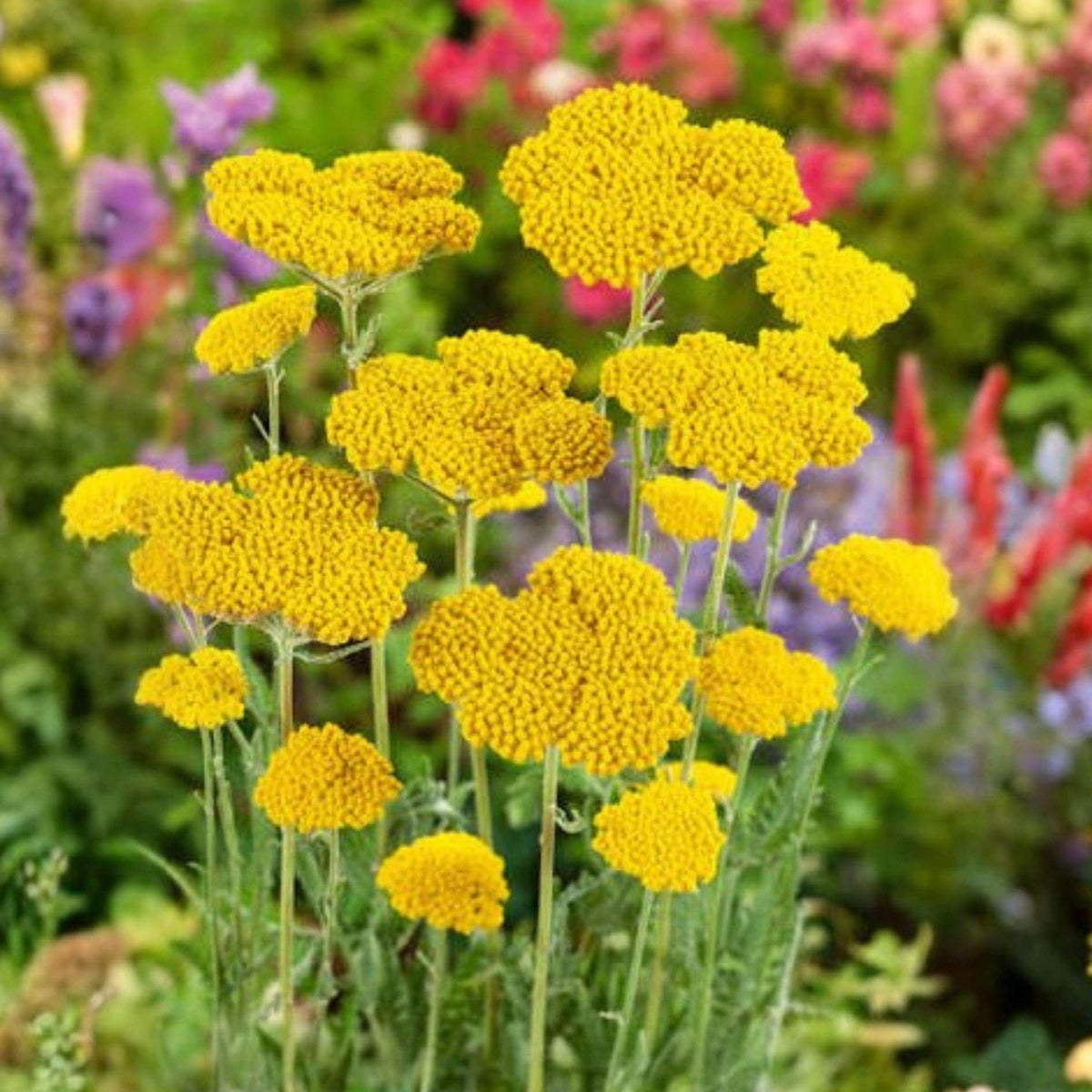 Gold Yarrow Seeds – Achillea filipendulina – Bright Yellow Perennial Flower for Pollinator Gardens and Borders (100 Seeds)