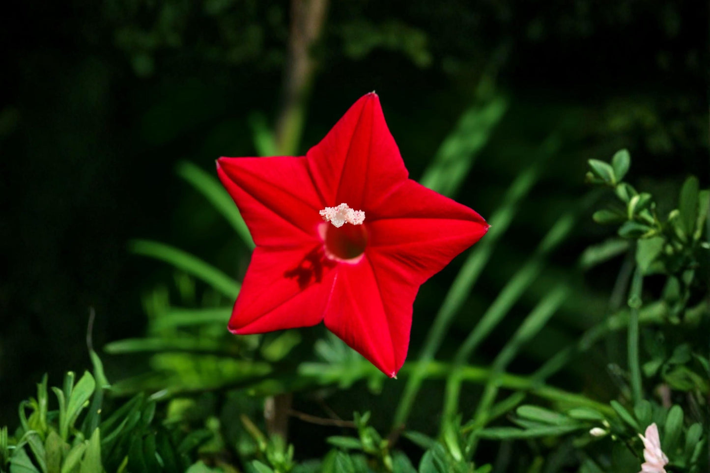 Flowering Cypress Vine Seeds – Ipomoea quamoclit Red Star Climber, Fast-Growing Ornamental Vine for Trellises & Fences
