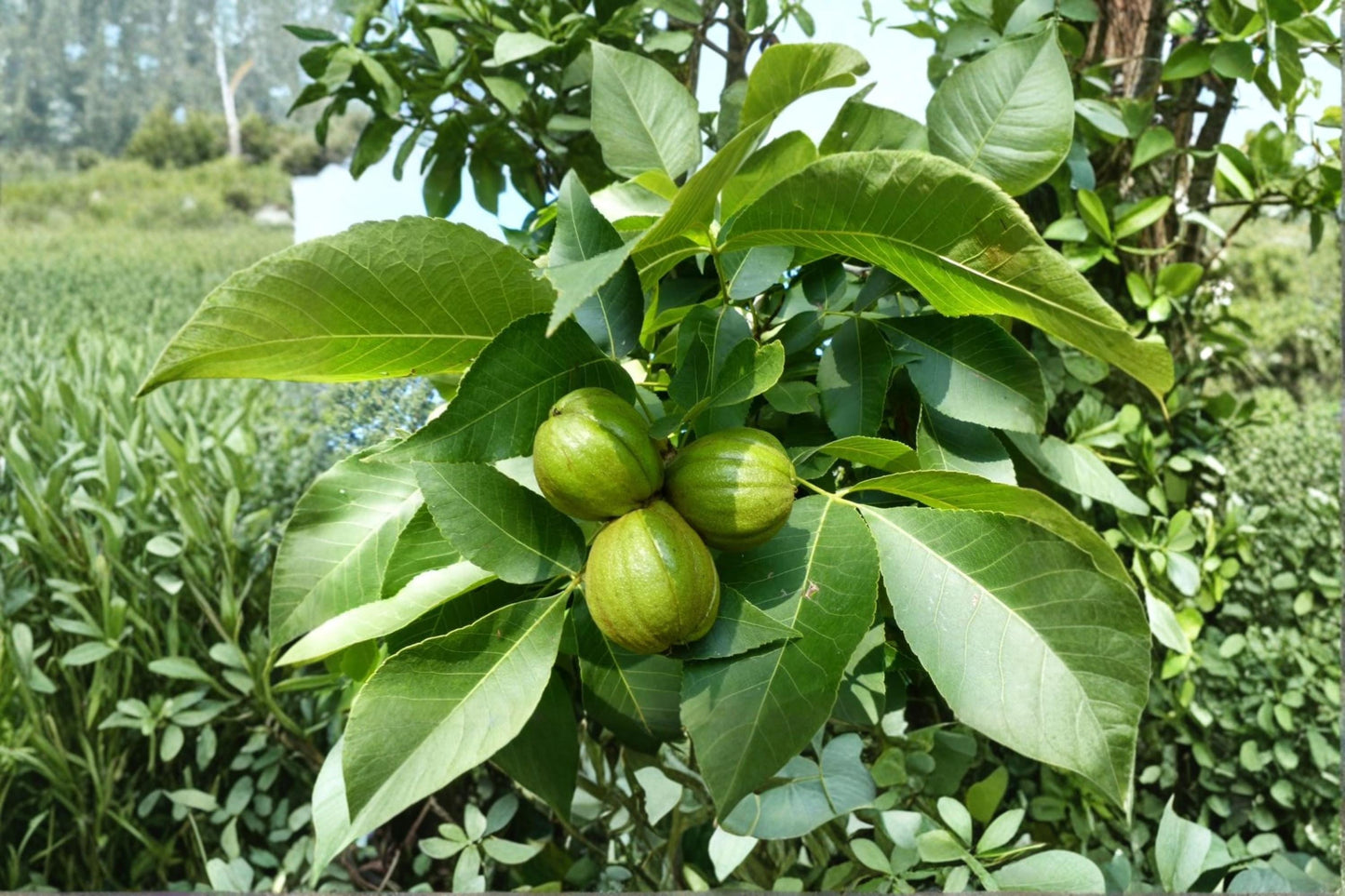 Jupiter’s Acorn Tree Seeds – Dwarf Walnut Juglans sp. Edible Landscape Nut Tree Planting Seeds