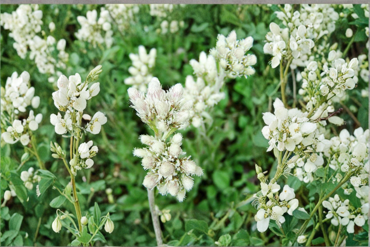 Pussytoes Seeds 500 Count – Antennaria plantaginifolia White Perennial Ground Cover for Rock Gardens & Borders